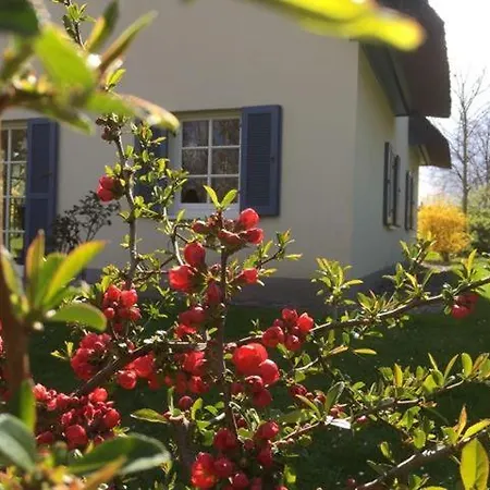 Moewennest Am Schwarzen Busch